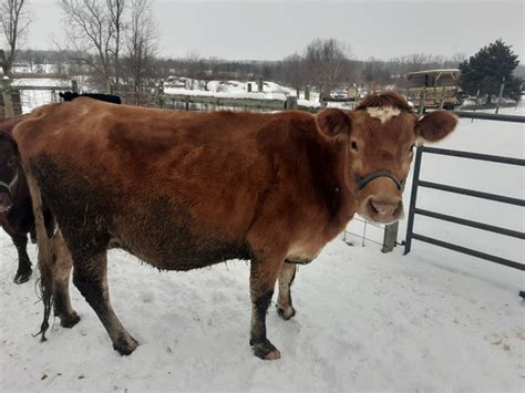 Jerseys Bull Calves. . Milk cow for sale in arizona